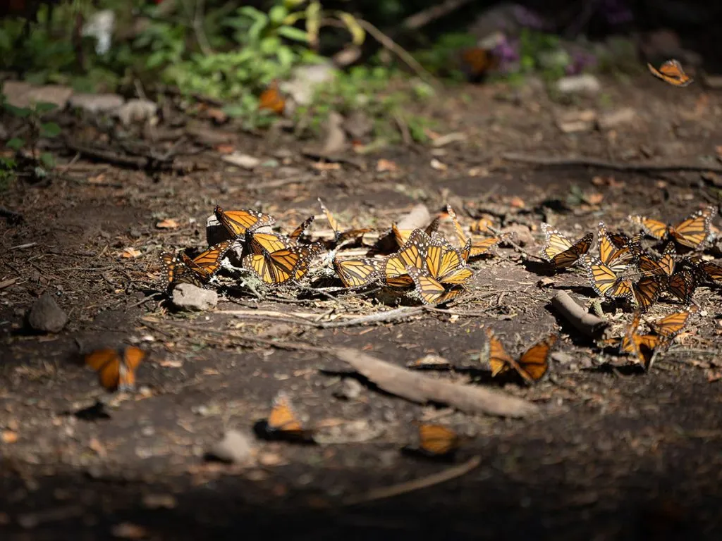Featured image of monarch butterflies on the ground.